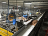 High Capacity Sea Caught Shrimp Automatic Peeling Production Line