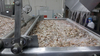 High Capacity Vanamei Shrimp Automatic Peeling Production Line