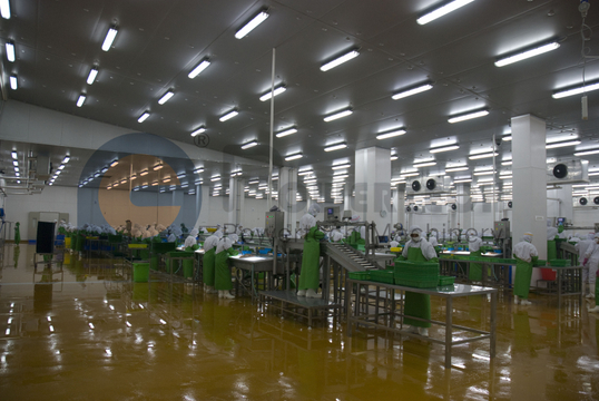 Automatic High Capacity Salmon Processing Line