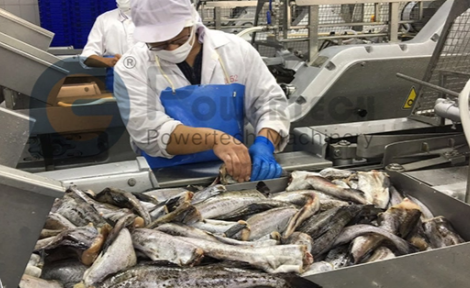 Why the Fish Filleting Machine prevails now?