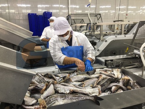 High Efficient Automatic Fish Filleting Machine