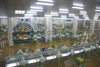 Automatic Easy Operation Salmon Processing Line