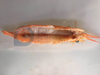 High Capacity Argetina Red Shrimp Peeling And Deveining Machine