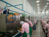 Lowest Operation Cost And High Profitablity Shrimp Peeling And Deveining Machine