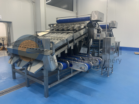 High Sorting Speed Automatic Shrimp Grading Machine