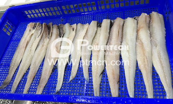Pollock Automatic Fish Filleting Machine