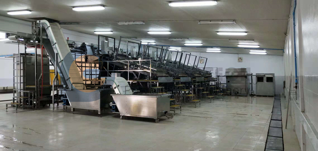 Automatic High Capacity Vannmei PUD Processing Line